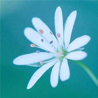仙侠苍茫录手机版(暂未上线)v1.0.1 安卓版